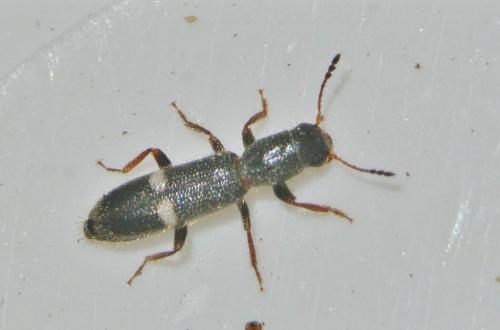 Tarsostenus univittatus
